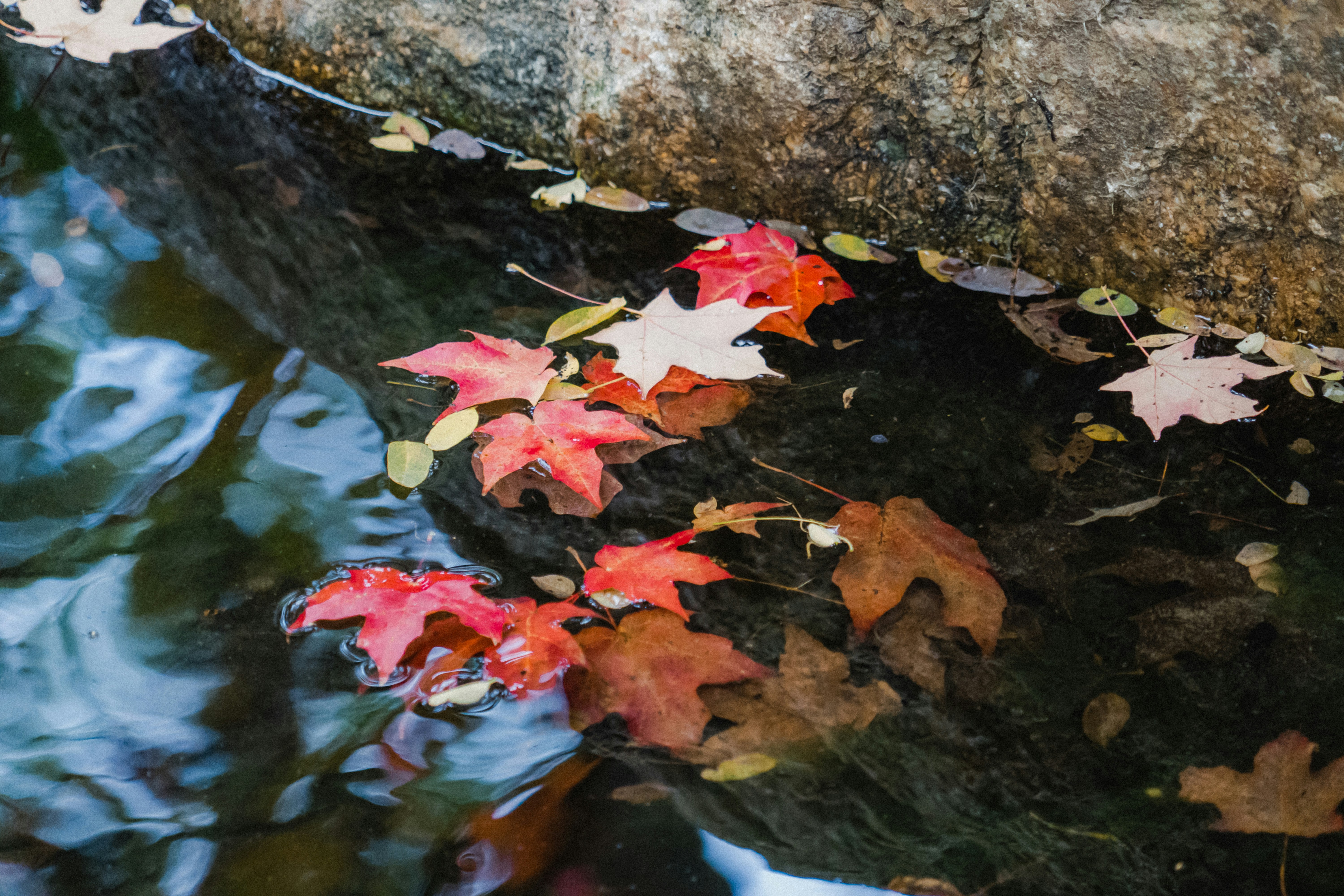 Calm nature background